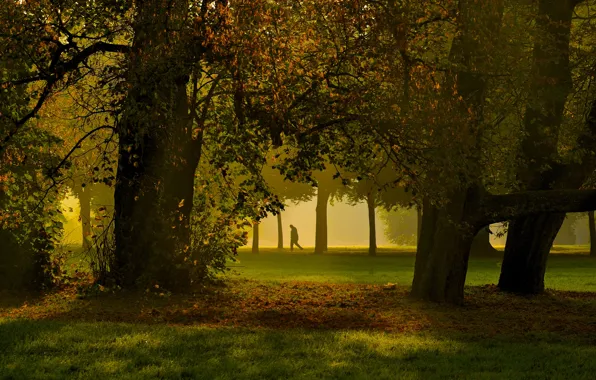 Картинка grass, trees, park, autumn, fog, man, shadows, sunlight