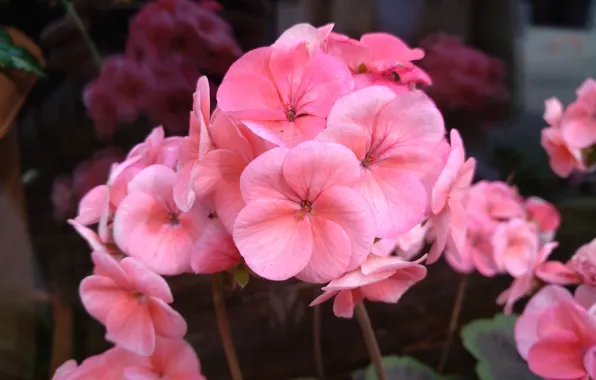 Цветочки, пеларгония, Pink flowers, Розовые цветы, Pelargonium