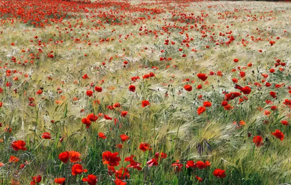 Картинка поле, лето, маки