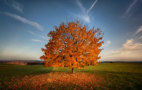 Картинка поле, осень, природа, дерево, листва, поля