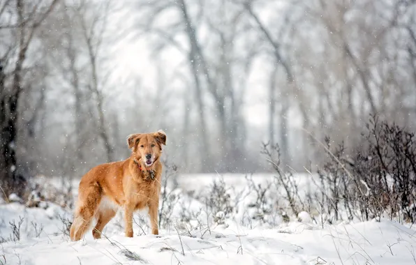 Взгляд, снег, друг, собака