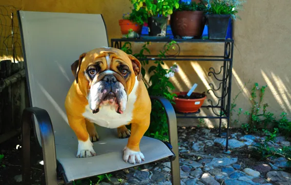 Картинка взгляд, друг, животное, собака, английский бульдог, сидит на стуле