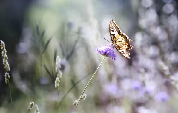 Лето, цветы, бабочка