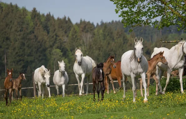 Картинка лето, кони, лошади, загон, табун, (с) OliverSeitz