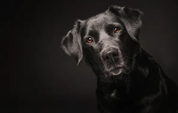Картинка друг, черный, собака, лобрадор