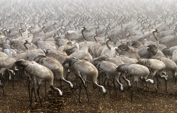 Картинка птицы, туман, Cranes