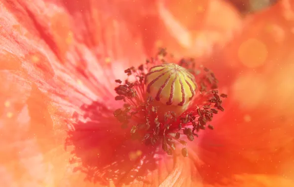 Red, flower, macro, poppy