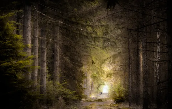 Картинка дорога, лес, природа, человек