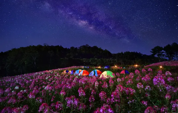 Цветы, ночь, луг, палатки