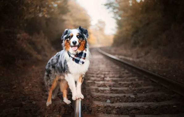 Картинка друг, собака, железная дорога