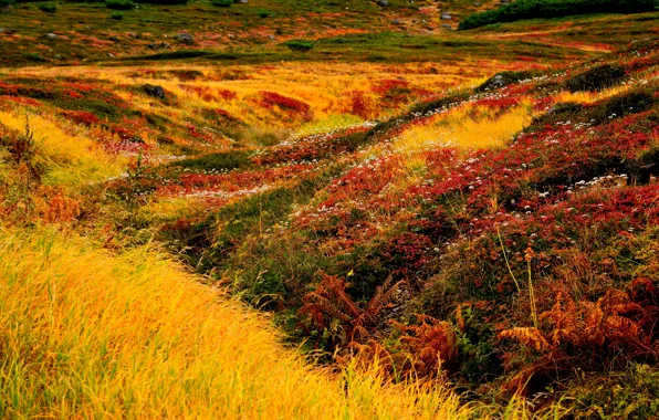 Трава, цветы, ландшафт, Япония, Hokkaido, Asahidake