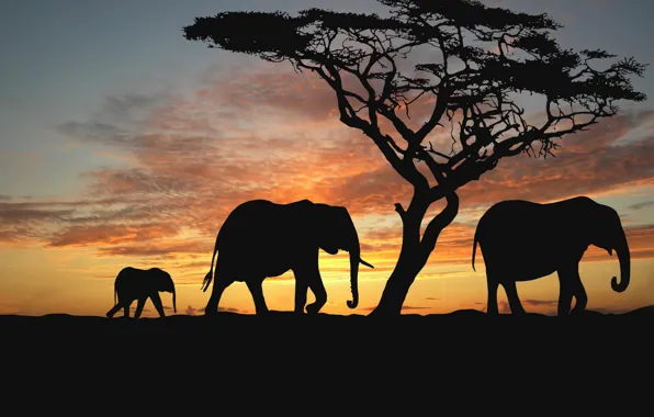 Картинка животные, деревья, вечер, саванна, африка, слоны, закат солнца africa