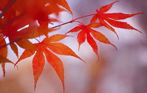 Осень, листья, макро, ветка, японский клен