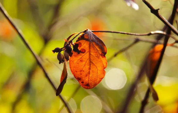 Autumn, leafs, fall, twig