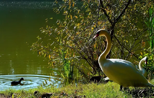 Swan, bird, water, lake