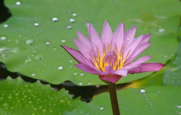 Цветок, кувшинка, Тайланд, Thailand