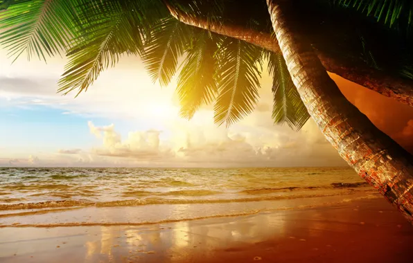 Картинка песок, море, пляж, закат, тропики, пальмы, берег, summer