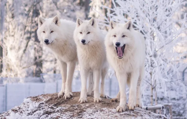 Картинка зима, иней, снег, деревья, природа, волк, три, волки