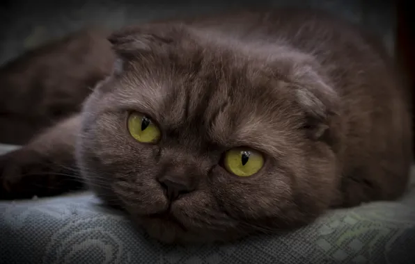 Кошка, кошки, коты, Животные, шотландская, шотландская вислоухая, шотландец