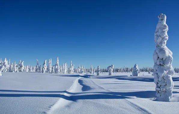 Зима, снег, деревья, сугробы