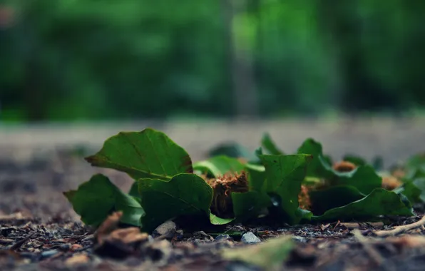 Картинка асфальт, листья, зеленый