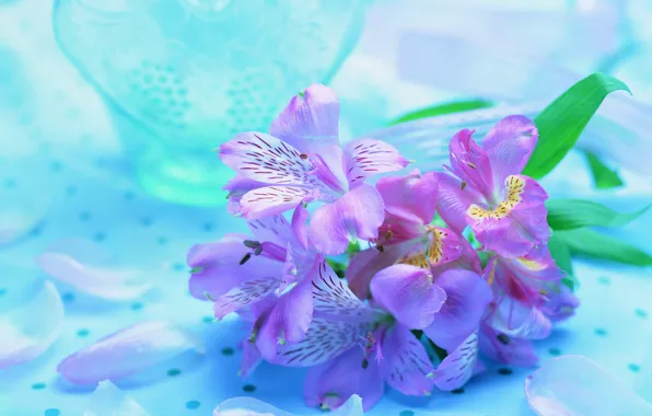 Цветок, фиолетовый, фон, сиреневый, голубой, орхидеи