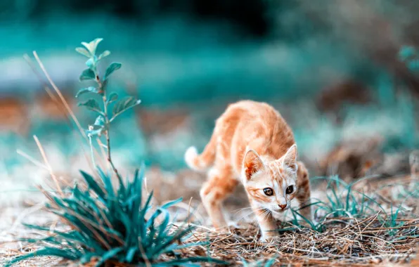 Картинка кошка, взгляд, природа, обработка, малыш, мордочка, рыжая, котёнок