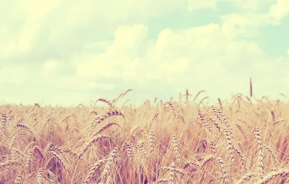 Картинка пшеница, поле, небо, облака, пейзаж, природа, колосья, sky