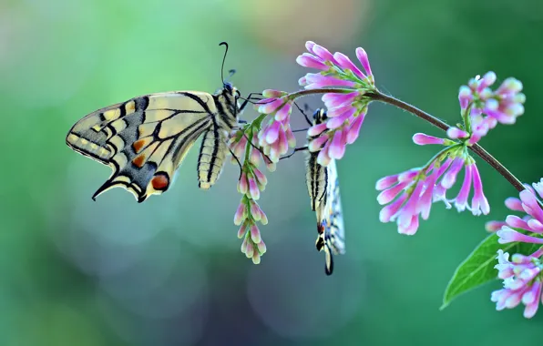 Картинка бабочки, парочка, цветки