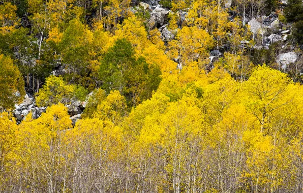 Осень, лес, листья, деревья, камни, склон, Колорадо, США