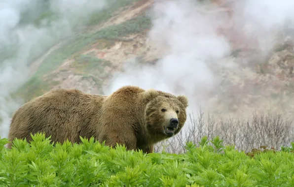 Картинка лето, трава, туман, фото, склон, медведь, Камчатка