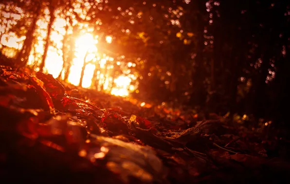 Картинка осень, свет, деревья, Листья