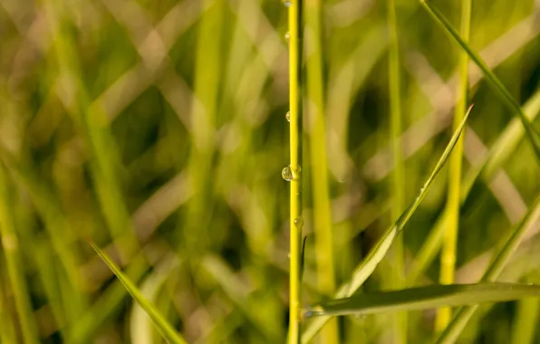 Grass, Water, Spring, Reflection, Meadow, Sunlight, Droplet