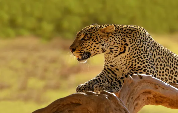 Картинка фон, хищник, леопард, коряга, Кения, дика кошка