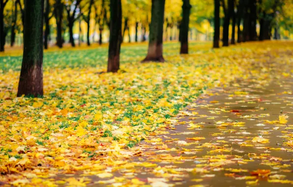 Осень, листья, деревья, парк, тропа, nature, yellow, park
