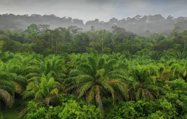 Картинка rain, tree, thailand, plant, plantation, palm, rainforest, plantations