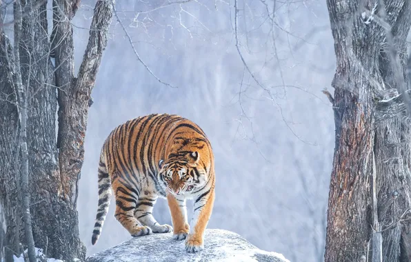 Зима, иней, лес, снег, деревья, ветки, тигр, поза