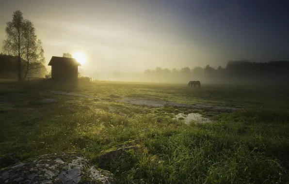 Картинка поле, пейзаж, природа, туман, дом, кони, утро