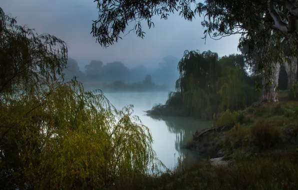 Картинка туманное утро, река Муррей, Южная Австралия
