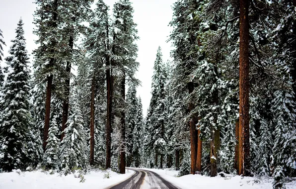 Картинка зима, дорога, лес, снег, деревья