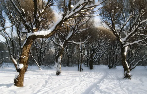 Картинка зима, снег, деревья