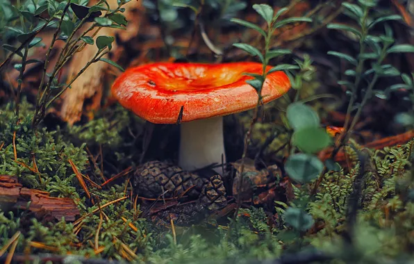 Лес, трава, мокрый, гриб, блеск, мох, растения, шишки