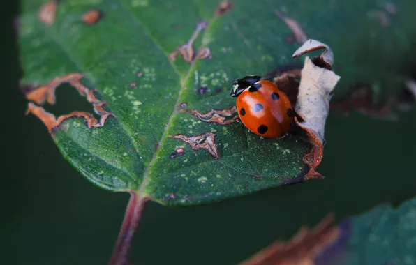 Leaf, insect, ladybird