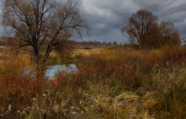 Картинка осень, деревья, пейзаж, тучи, природа, травы, болотце