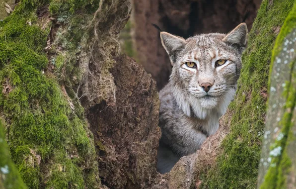 Картинка морда, деревья, рысь, дупло