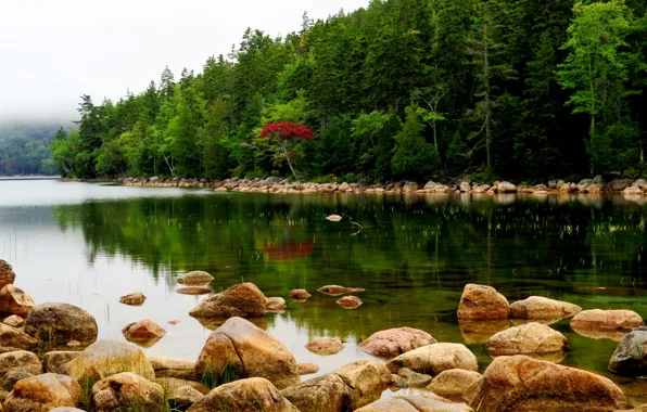 Лес, деревья, туман, река, камни, США, Maine, Acadia National Park