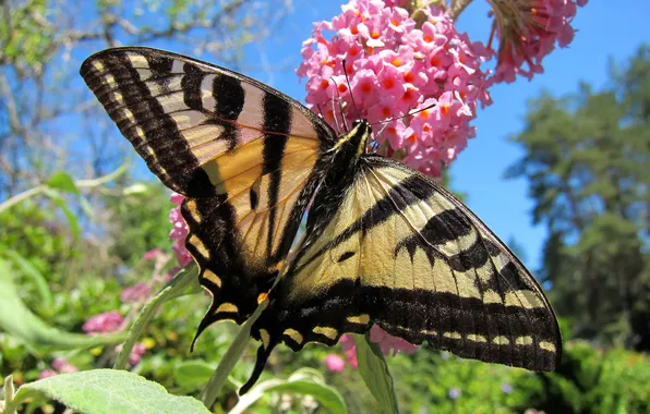 Цветок, природа, бабочка, крылья, мотылек