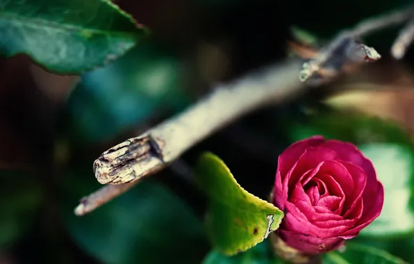 Цветок, макро, природа, Camellia japonica