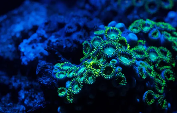 Подводный мир, zoa coral, zoanthid