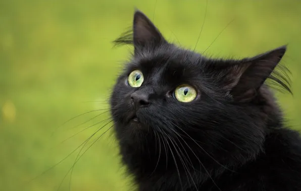 Картинка кошка, взгляд, Черный